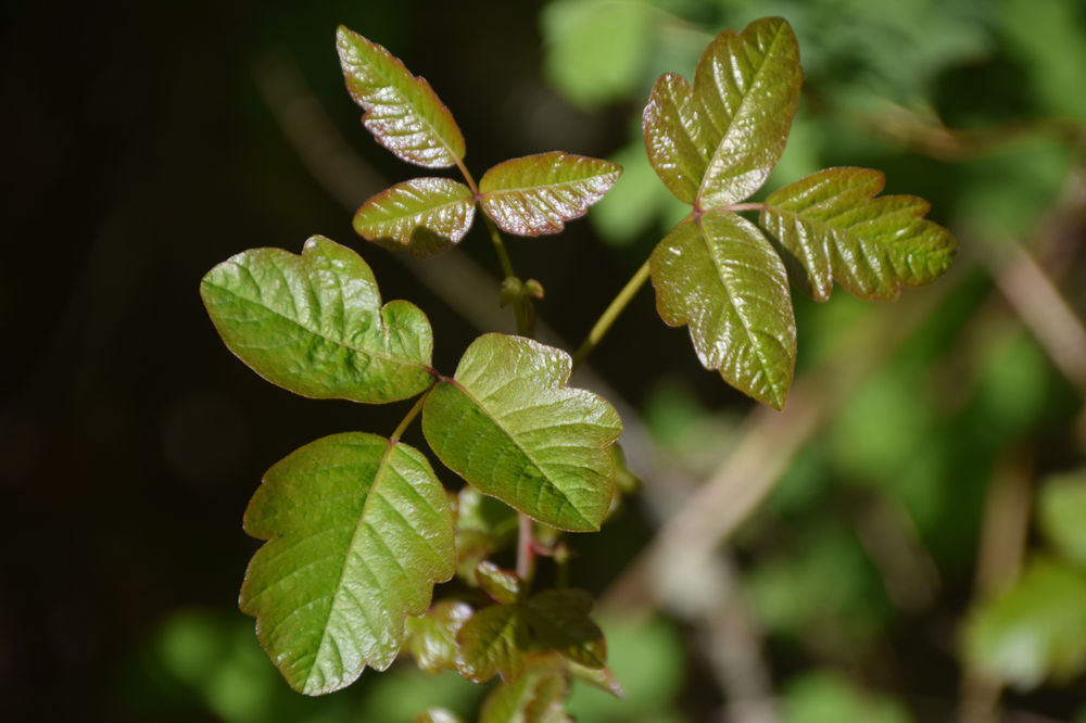 "Fun" Facts about Poison Oak, Ivy, and Sumac