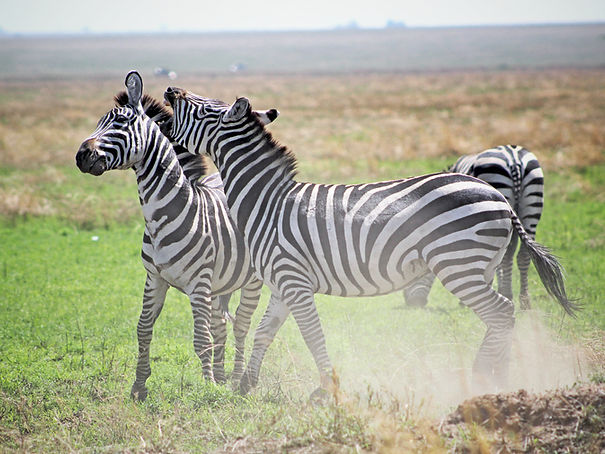 zebres tanzanie