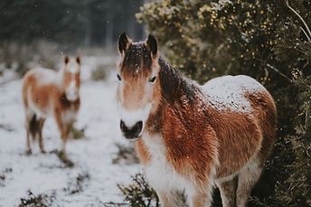 Image by Annie Spratt