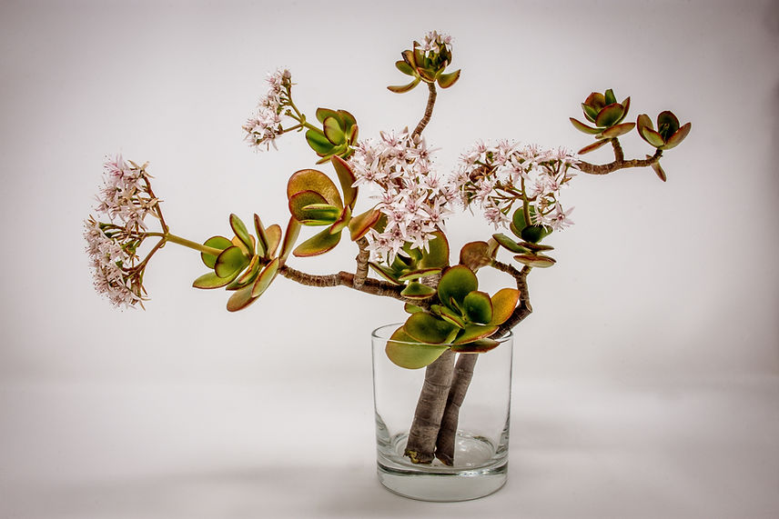 Image by David Brooke Martin