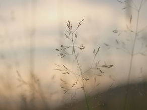 pieces of grass close up serene atmosphere for intuitive healing