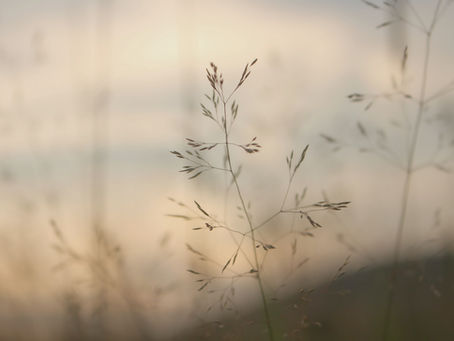 Gentleness - The Strength of Gentleness: Walking in the Spirit's Power