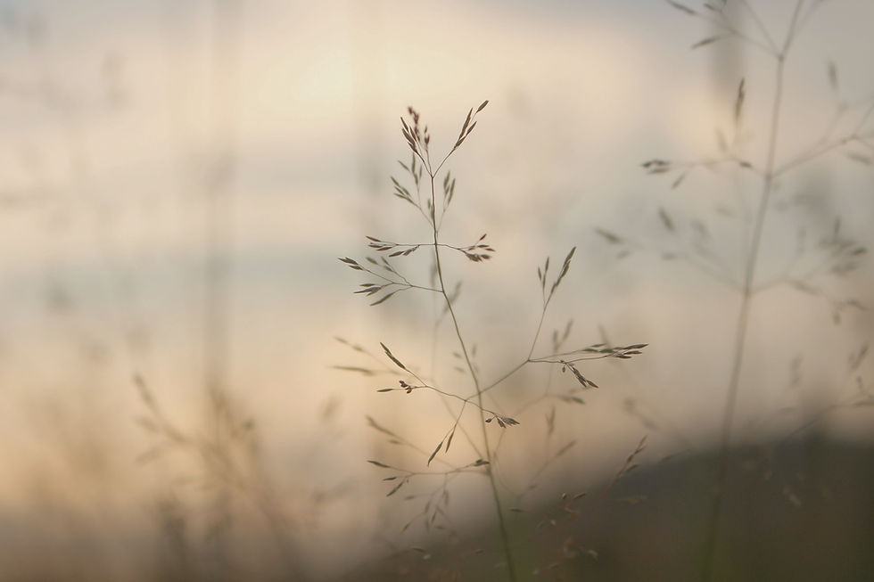 Image by Iva Rajović