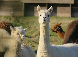 Alpacas