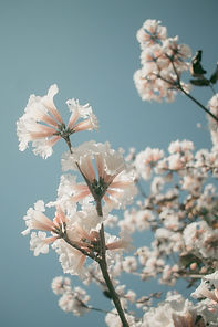 Image by Isabela Kronemberger