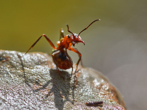 Close-up of a red ant on a textured surface, with a blurred green background. The ant appears poised and alert in sunlight.