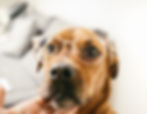 Wahrnehmung, Hund, Brille, klar sehen, Durchblick