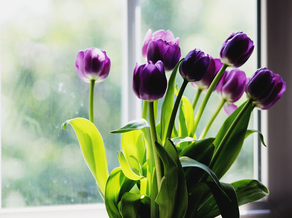 tulipe signification