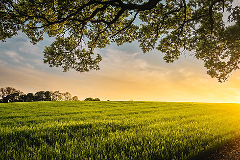 field near tree Financial Planning Resources