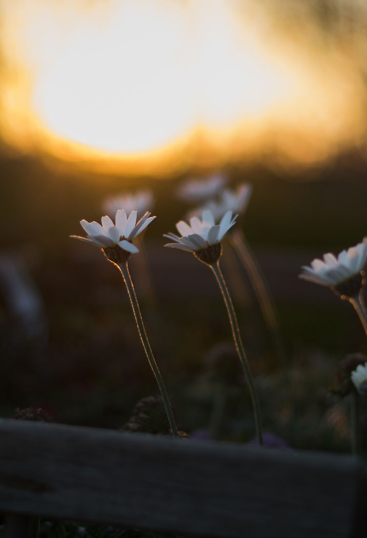 Image by Simon Hesthaven