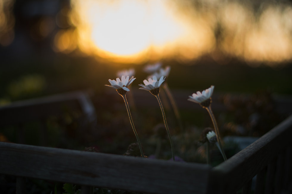 Image by Simon Hesthaven
