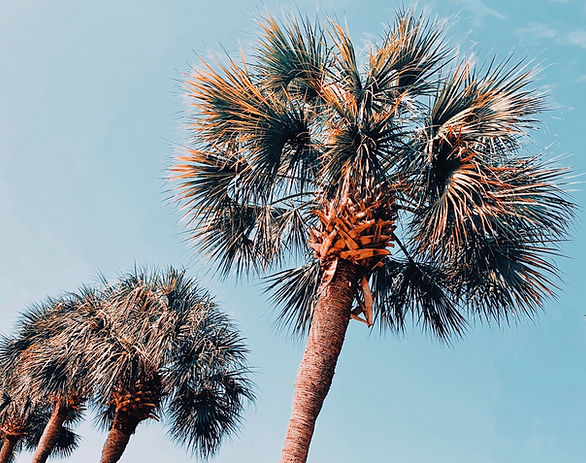 Image by Lauren York
