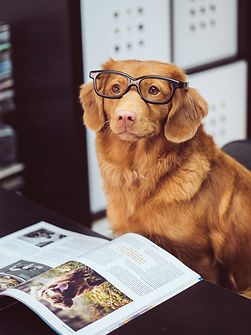 Ein Hund hat ene Brille auf und sitzt vor einer aufgeschlagenen Zeitung