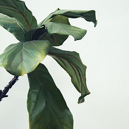Image by Kendal