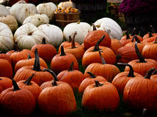 Newsletter 24th October 2024