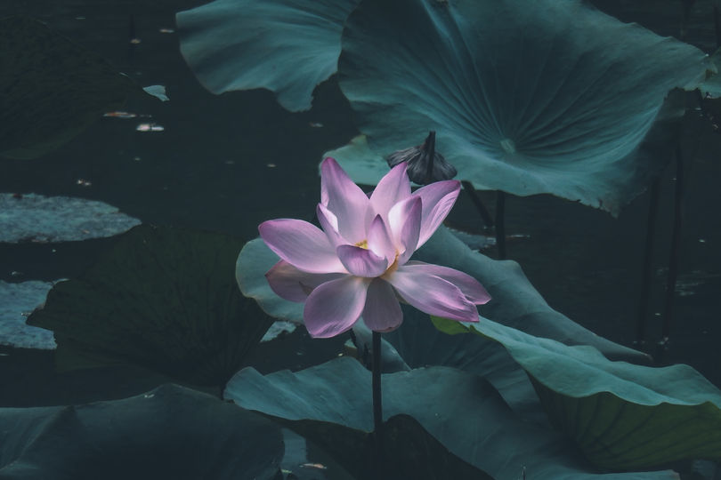 Image by Pathum Danthanarayana