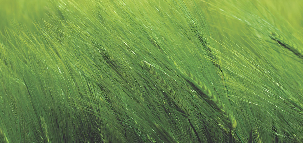 Image by Thiébaud Faix