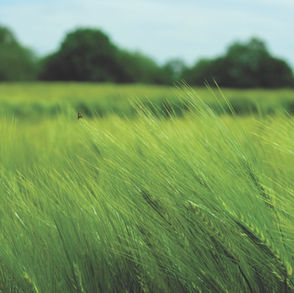 Too Many Carbon Offset Claims Are ‘Greenwashing’ Us into a Hotter World