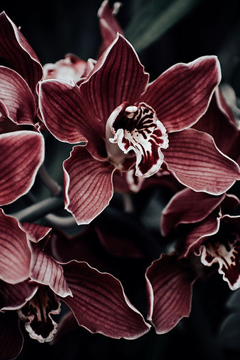 Image by Kyla Flanagan