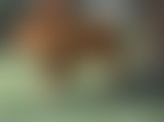 Vrystaters word teen ‘n rondloper leeu gewaarsku