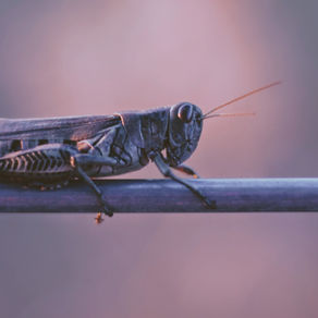 Locust problem as serious as COVID...