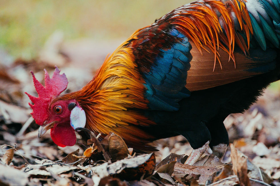 Bantam rooster searches through dried fall leaves