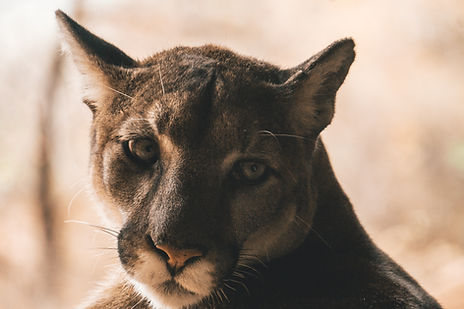 Image by Ian Williams