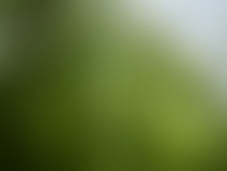 Rainy Day Dog Walking: What You Need to Know 