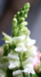 snap dragon