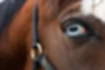 Sweety - QH Stute