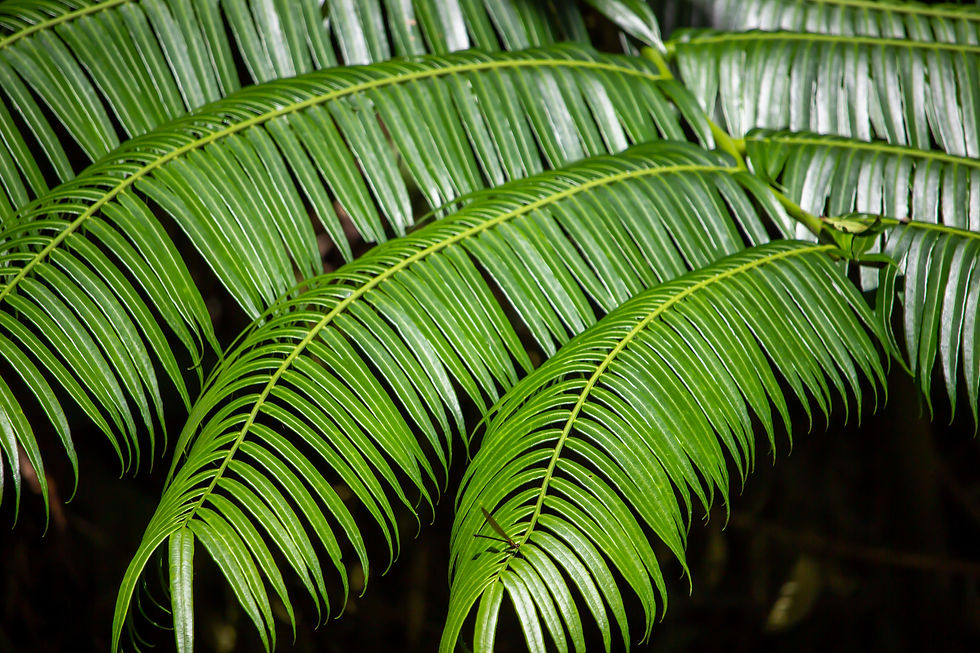 Plantes et terreau sur une table pour pouvoir faire son rempotage