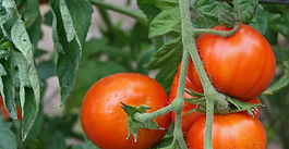  Foumbot : BIOCONCEPT, Partenaire Clé de l'Agro-Transformation Durable des Tomate