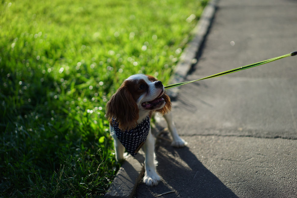 Sniffing on walks is a dog welfare need