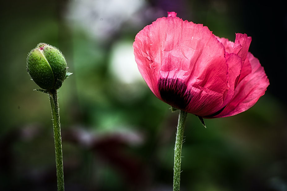 Image by Darren Coleshill