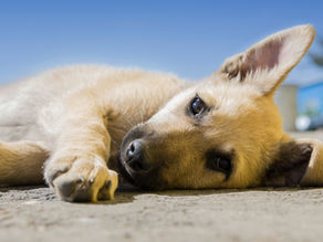 dog laying down