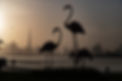 Image by Ziad Al Halabi
