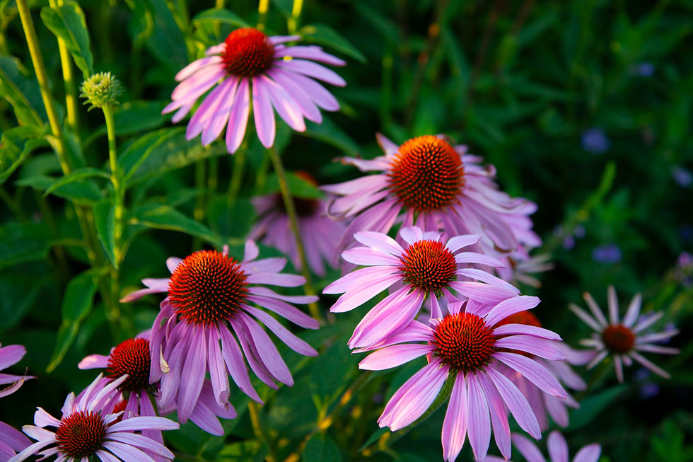 September PORTAL featuring Echinacea
