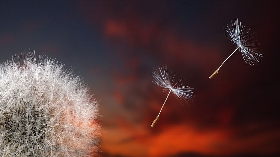Image by Christian Papaux