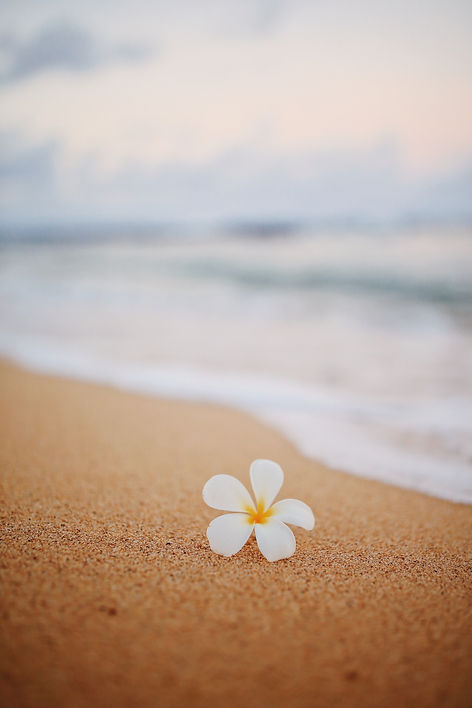 Image by Emily Shirron