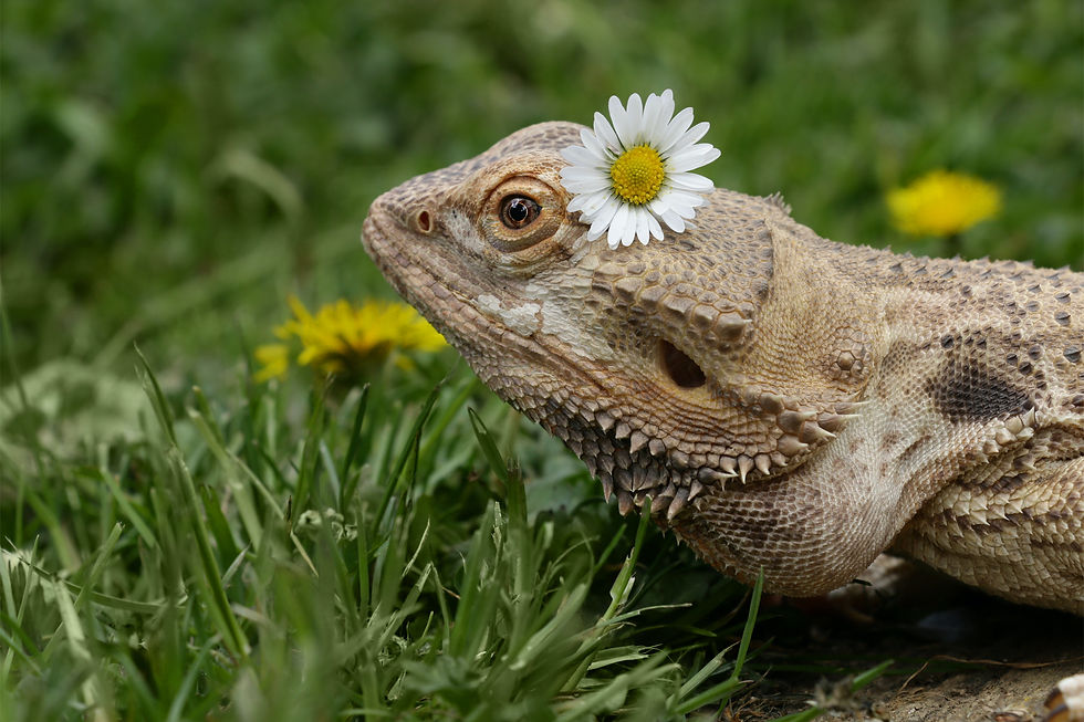 A lizard with a daisy on its head rests on green grass. Yellow flowers are in the background, creating a peaceful, natural setting.