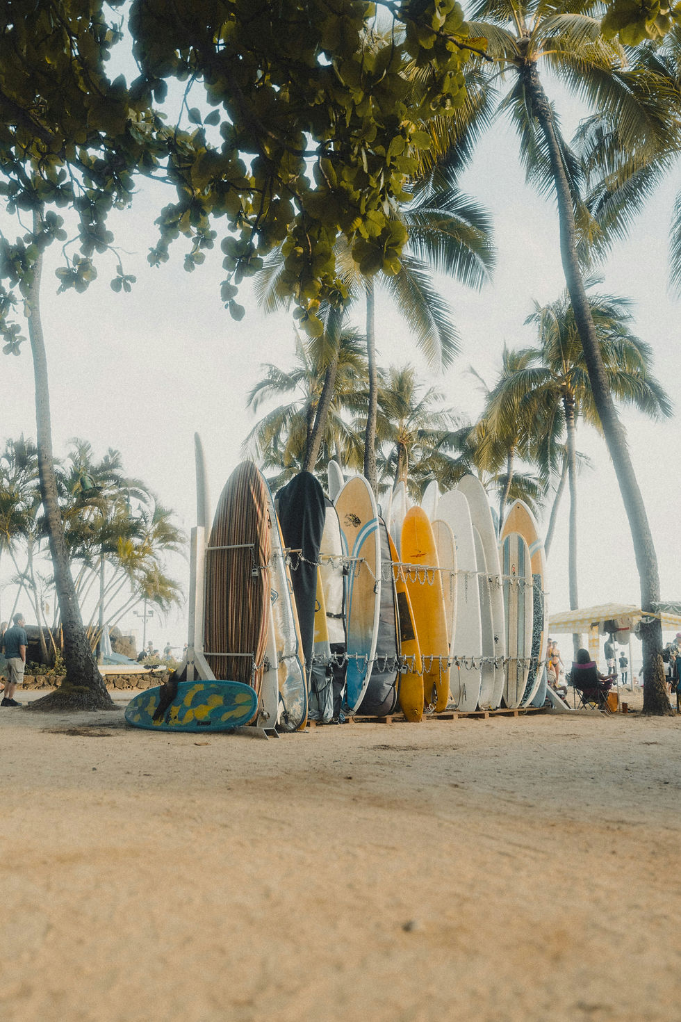 Surfboards in a colorful row on a sandy beach, surrounded by tall palm trees. People relax under the trees, creating a laid-back vibe.