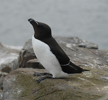 Razorbill