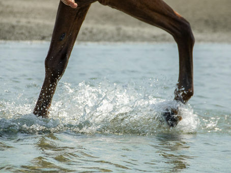 Stationäre Pferdereha: sinnvolle Unterstützung oder trügerische Sicherheit?