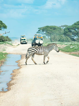 Zebra crossing safari track with game drive vehicle in background