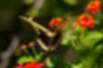 Newport NC Garden Center, orange and yellow lantana flower with black and yellow butterfly sitting on the flower, salt tolerant perennial, hardy perennials in coastal gardens