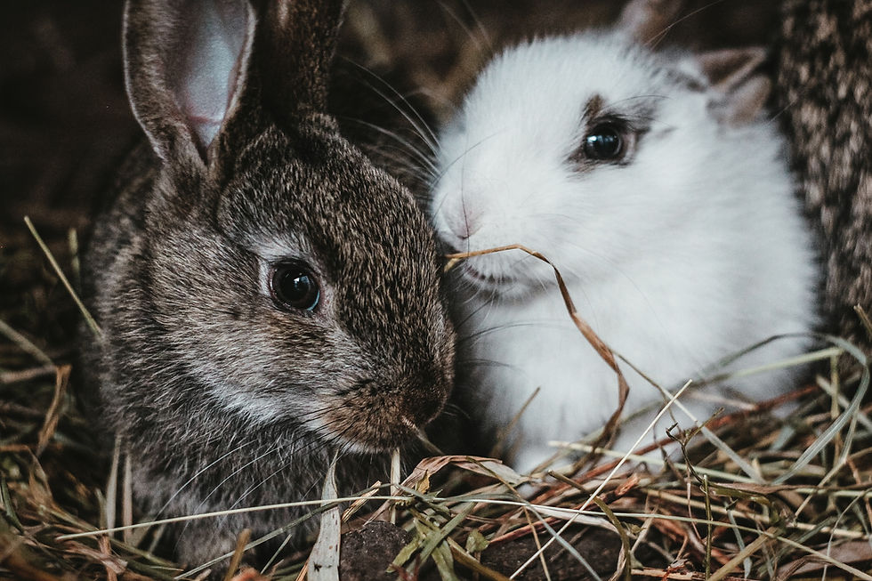 Two bunny rabbits nestled together in straw