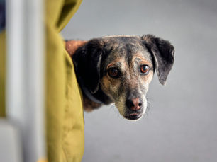 Helping a Fearful Dog Feel Safe: 8 Gentle Ways to Support Them
