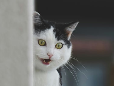 Un chat miaule pour réclamer sa pâtée quotidienne
