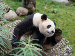 Tại sao gấu trúc tăng cân mặc dù chỉ ăn cây cỏ?