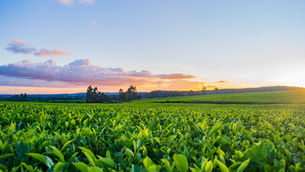 Louis Dreyfus Company and PepsiCo expand regenerative agriculture partnership in Saskatchewan